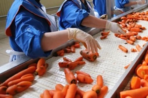 workers sorting fresh carrots on a production line in a vegetable processing facility during daylight hours